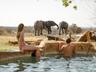 Elephants at the Pool
