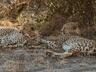 Leopards