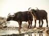 Water Buffalos