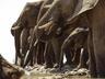 Elephants