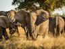 Elephants