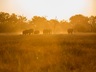 elephants at sundown
