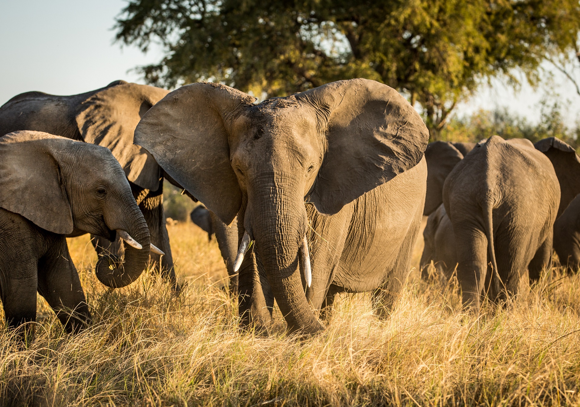 Elephants