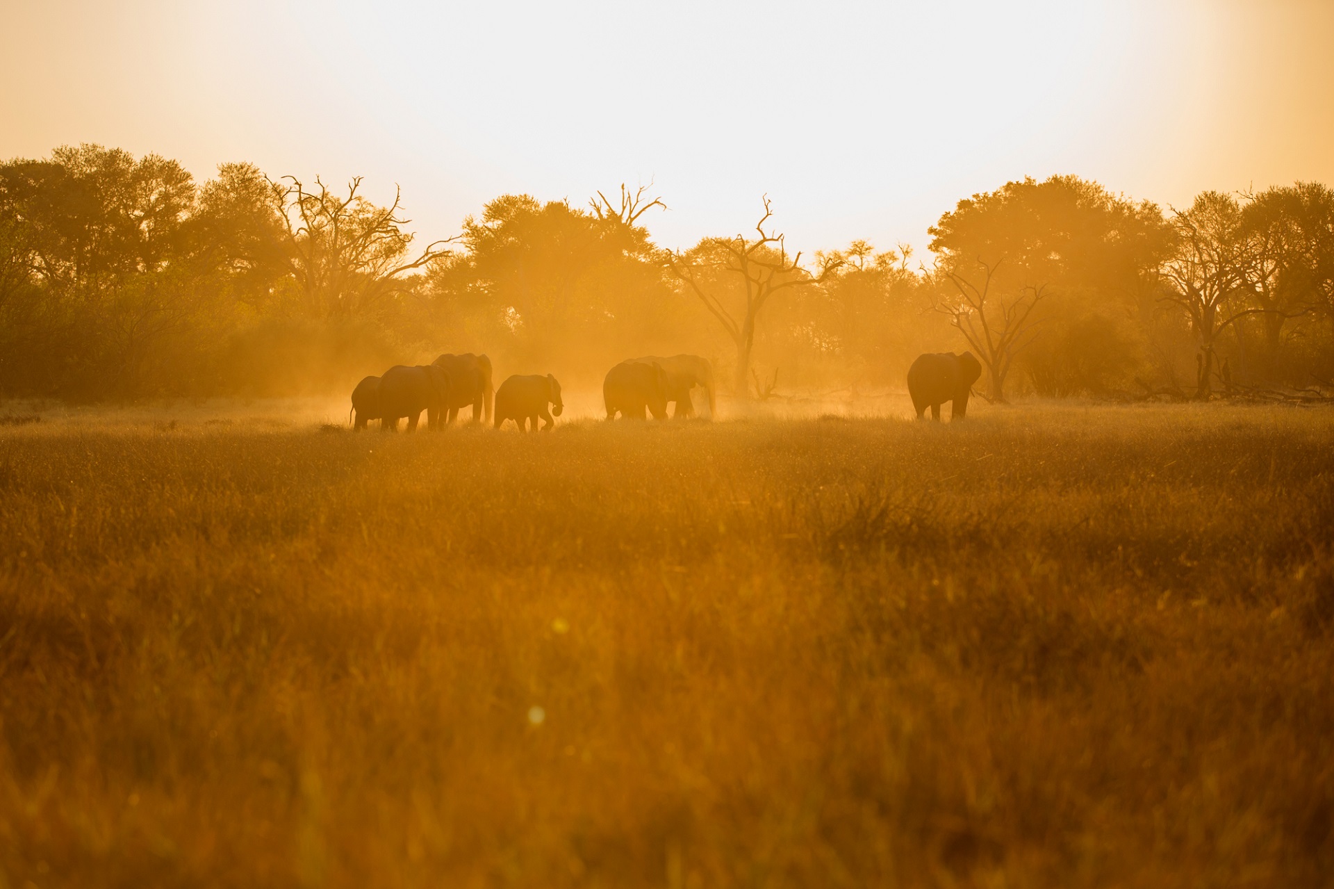 elephants at sundown