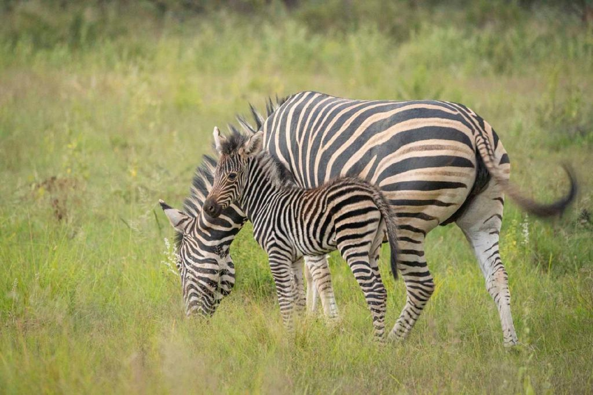 safari 1