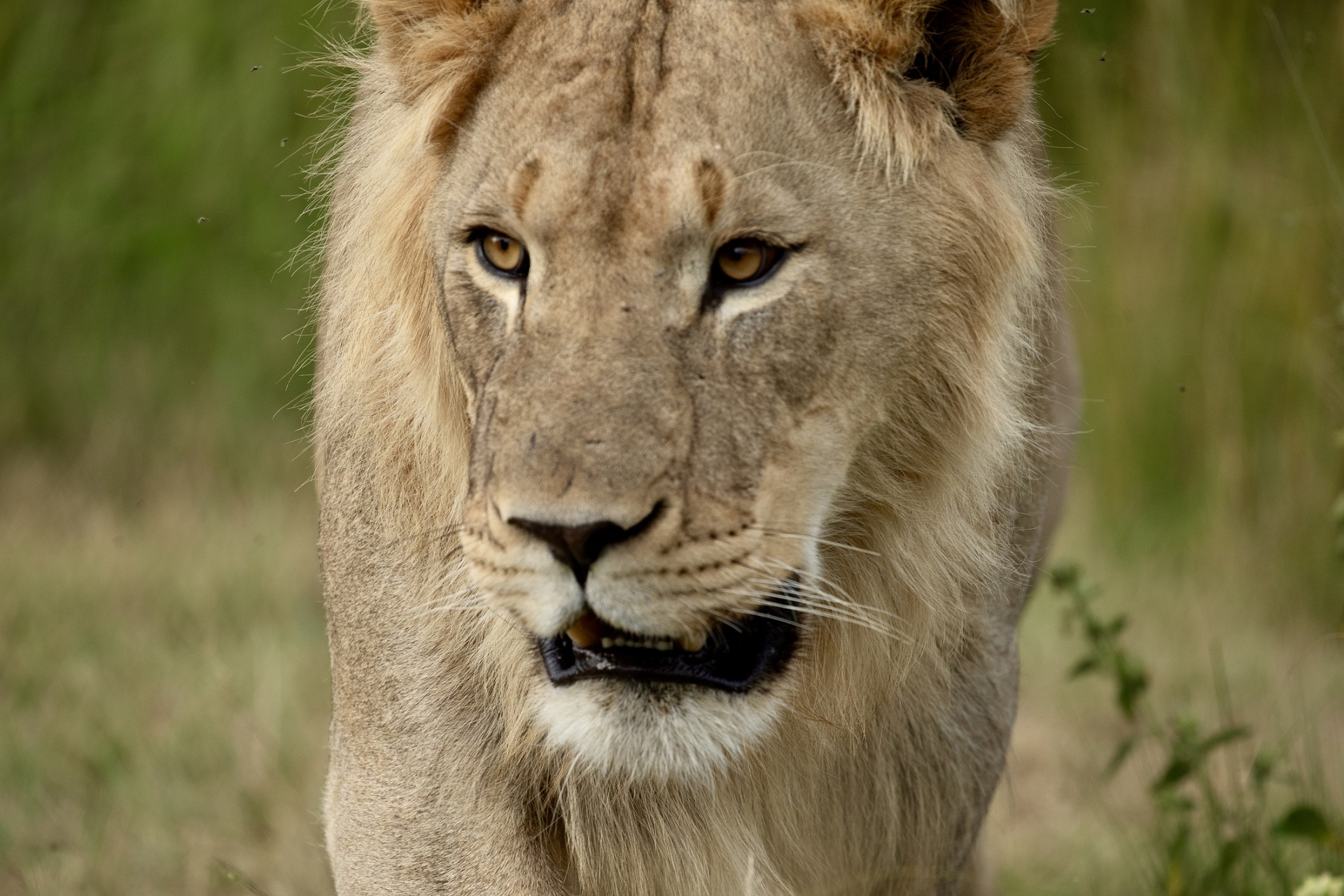 safari