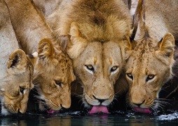 Motswari Geiger's Camp