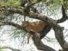 Tree Climbing lions