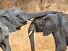 Elephants in the Serengeti